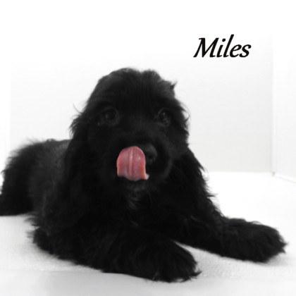 puppy, for, sale, Cocker Spaniel, Joe & Cherri  Overlease, dog, breeder, Miller, MO, dog-breeder, puppy-for-sale, forsale, nearby, find, puppyfind, locator, puppylocator, aca